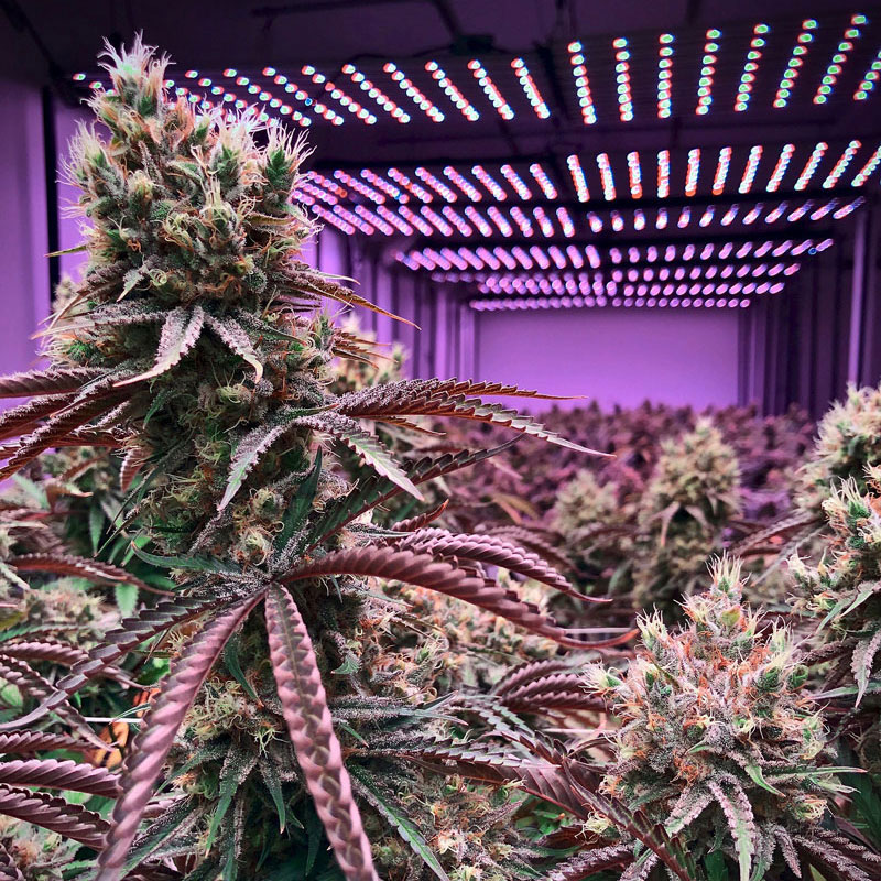 Lebensmittel- und Cannabisanbau | Beleuchtungsanlagen Pflanzenzucht