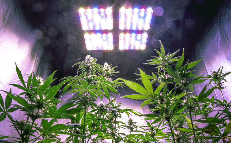 Indoor LED grow lights | Horticulture Lighting Systems